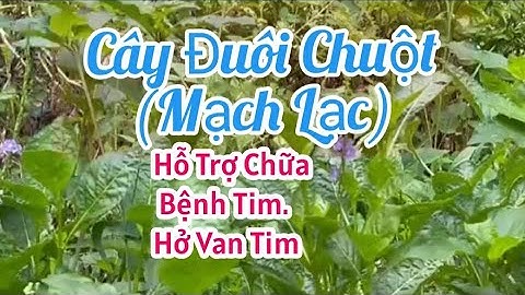Tác Dụng Và Tác Hại CÂY ĐUÔI CHUỘT (MẠCH LẠC ) || @tuyenduong6817