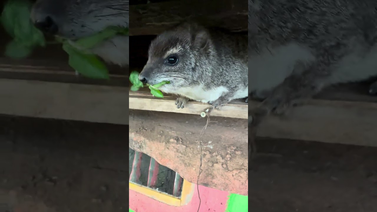 Trying to feed two hyraxes! 