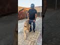 خروج الاسد من العرين للنزهة