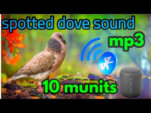 📢❤️🔥আসাধারন ঘুঘু পাখির ডাক /spotted dove sound mp3/ bird sound /gugu pakir dak/তিলা ঘুঘুর ডাক /