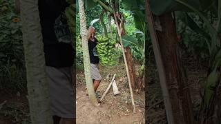 Download Lagu Panen pisang morosebo MP3