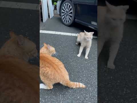 고양이 싸움 말리기