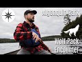 Algonquin park wolf pack encounter  2 day solo canoe trip