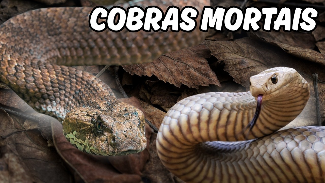 14 COBRAS MAIS VENENOSAS DO MUNDO