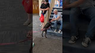 Meet Raven! #adoptadog #dogs #localnews #baltimore