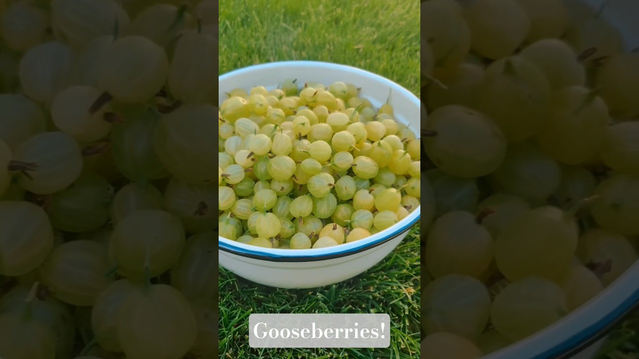 Gooseberry Picking: Sweet Treasures of Nature 🍃💎 | Сбор крыжовника — сладкие дары природы