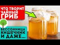 Как вырастить чайный гриб с пользой для сосудов, суставов, почек и...