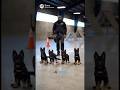 10 weeks old German shepherd k9 puppies training #germanshepherd #k9 #puppy #dog #fyp #trending
