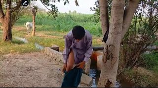 Tubewell Swimming In Village Village Boys Fun Swimming In Tubewell Pakistan Village Life