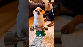 What happens if you own a Chihuahua? Total chaos #chihuahua #tinydog