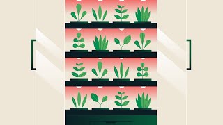 Explainer video for a foodtech startup