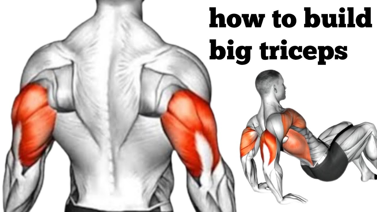 how to get bigger triceps || best triceps exercise 2024 - YouTube