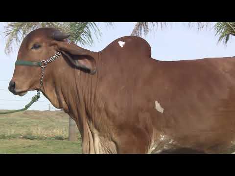 Lote 12   HYLE FIV DO RIO NEGRO   PDJG 131