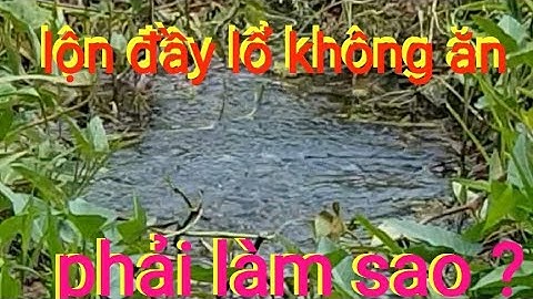 chia sẻ kinh nghiệm câu cá sặc rằn bể mồi @TAMCARO