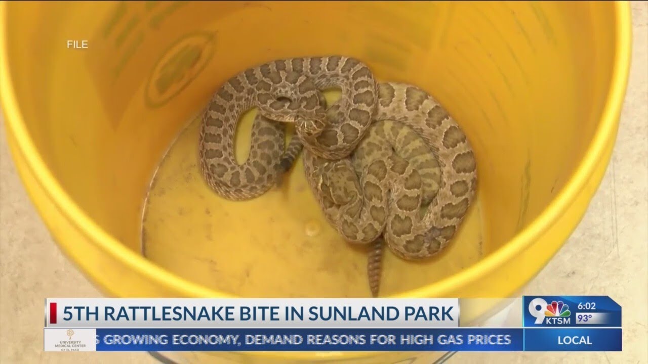 5th rattlesnake bite reported in Sunland Park on Friday YouTube