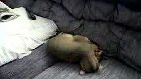 Watch the video about Monkey (blue male abyssinian) vs Jinx (ruddy F abyssinian)