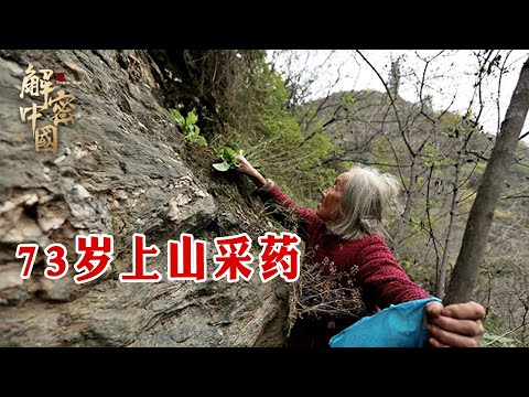 小伙子辞职回到贵州深山，陪73岁的老母亲上山采板蓝根，一天能够挣到多少钱？【秘境探秘】