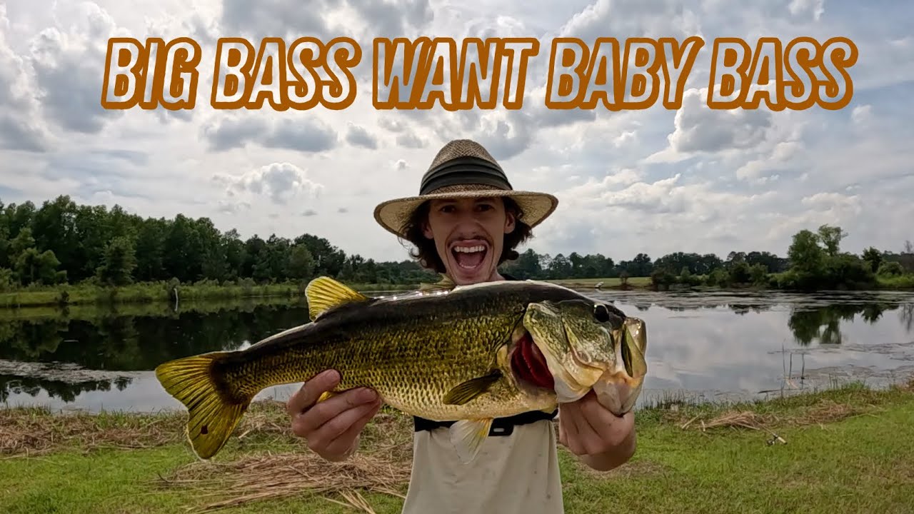 Big Bass Want Baby Bass