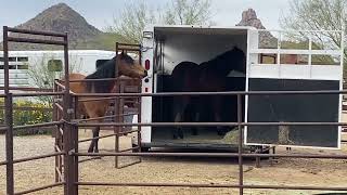 1. Low Stress Gentling & Starting for Wild Mustangs & Burros - DG Josie Week 1: SETTLING