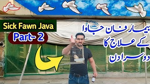 How To Treat Sick Java in Hospital Cage | Sick Java Sparrow Recovery | @MushtaqBirdsAcademy