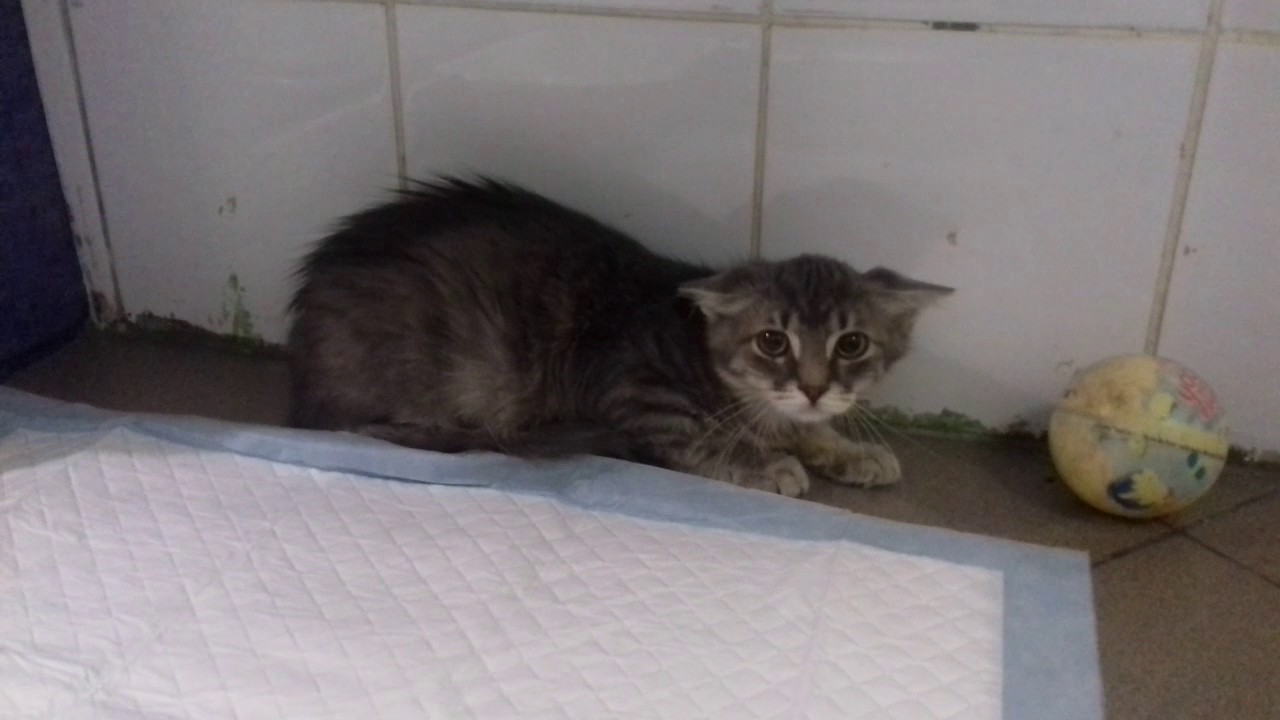 Треха шипит и рычит - YouTube