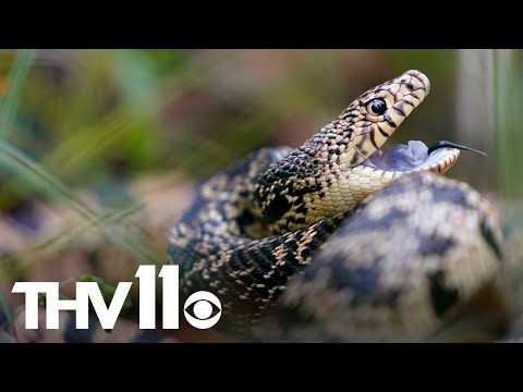 Experts urge Arkansans to be cautious of snakes