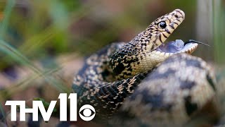 Experts urge Arkansans to be cautious of snakes