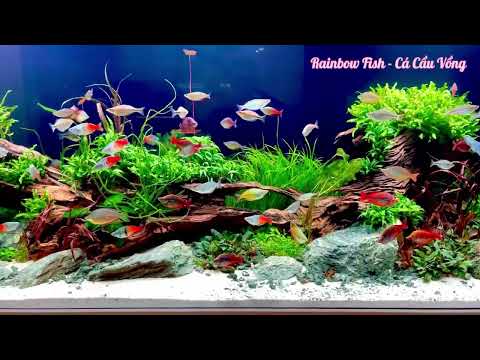 Video Rainbow Fish Tank - Hồ Cá Cầu Vồng Style Lũa ống & Cây... - youtube