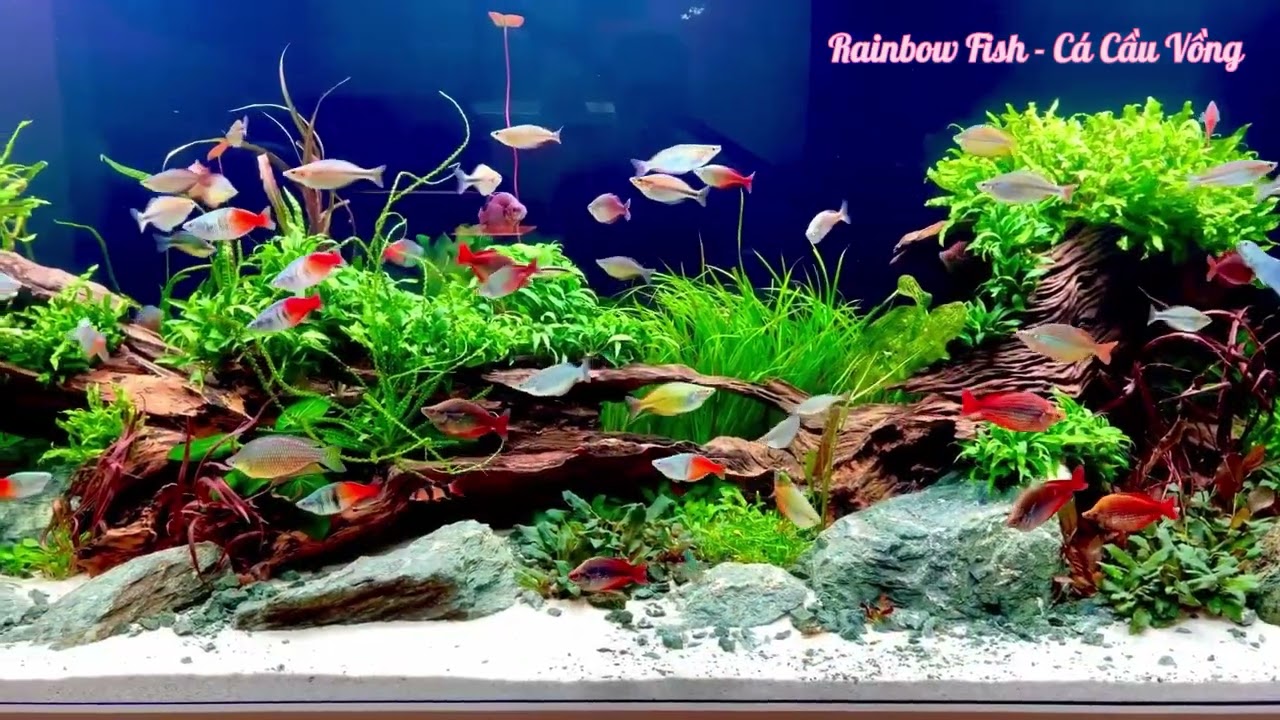 rainbow-fish-tank-h-c-c-u-v-ng-style-l-a-ng-c-y-th-y-sinh-youtube