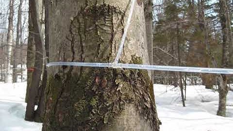 Normal sap flow in 3/16" natural vacuum maple tubing