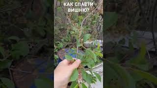 Как спасти ветку вишни? #дача #garden #сад #diy #дом