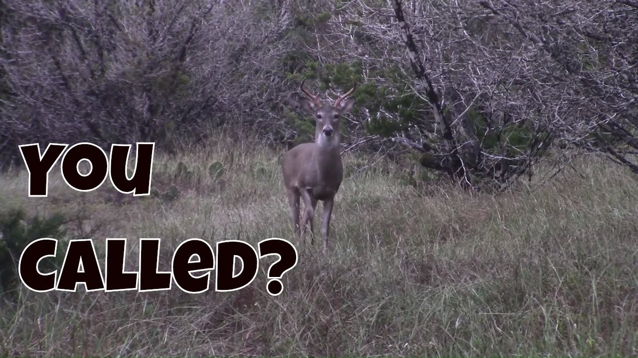 Snort Wheeze Deer Call in a Can by Nose Jammer! YouTube