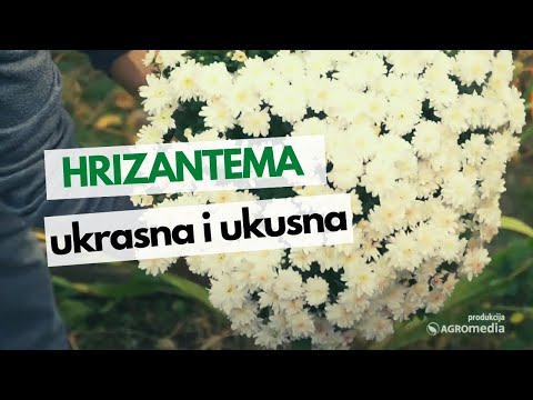 Video: 5 činjenica O Tyutchevu Koje Niste Znali