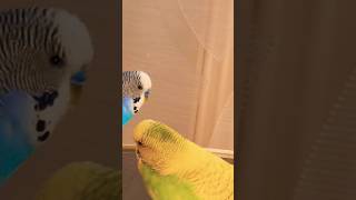 @Говорящий Попугай Кеша, общение с Машей #волнистый #говорящийпопугай #попугай @ПопугайКеша-ц4е