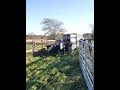 Grassfed beef at Royer Farm Fresh Clinton, IN