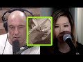 Sex Researcher Dr  Debra Soh and Joe Rogan Discuss Porn Addiction