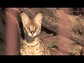 6 African Servals Rescued!