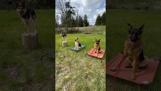 ✨Fun Multi-Dog Training✨#germanshepherd #dogtraining #obediencedogtraining #rescuedog #gsd #dogs
