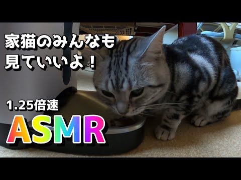 【ASMR】カリカリをむさぼるドラ猫