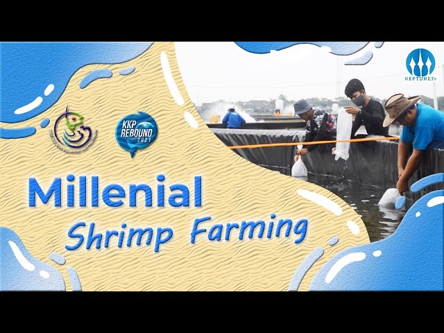 Millenial Shrimp Farming, Tambak Anak Milenial class=
