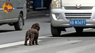 A Woman Saw This Stray Dog in Traffic… and Changed Her Life Forever