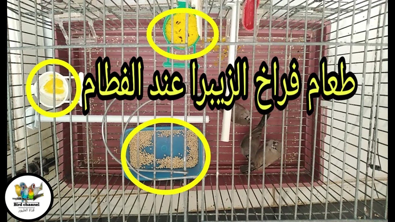 فطام فراخ الزيبرا وعزلها عن الأبوين بطريقة صحيحة