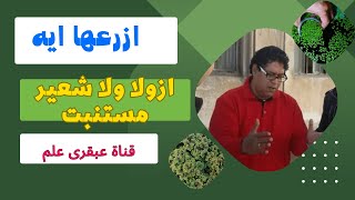 الفرق بين الأزولا والشعير المستنبت. احترت ازرع علف ببلاش مدى الحياة  .والا  علف بسعر 2جنية للكيلو