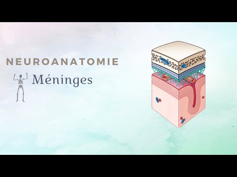 Vidéo: Anatomie, Diagramme Et Fonction Des Méninges Rachidiennes - Cartes Corporelles