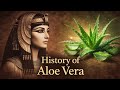 Why Aloe Vera became the plant of immortality &mdash; and what RESEARCH confirms today