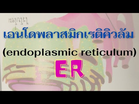 bio18_เอนโดพลาสมิกเรติคิวลัม