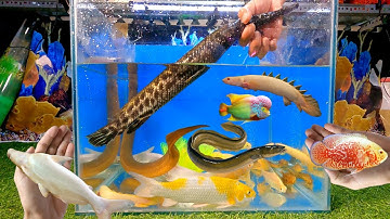 Video tổng hợp cá cảnh đẹp, cá mập abino, lau kiếng abino, la hán abino, cá sấu, con lươn