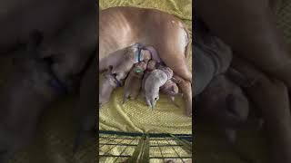 Dogue de Bordeaux pups feeding on mum#doguedebordeaux,#dogs,#subscribe,#like,#share,#comment