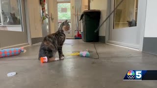 Pet Connection: Sept. 5, 2024