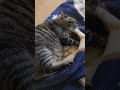 独りぼっちで寂しい時は母猫を思い出してふみふみする激怒猫#shorts